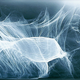 web of science